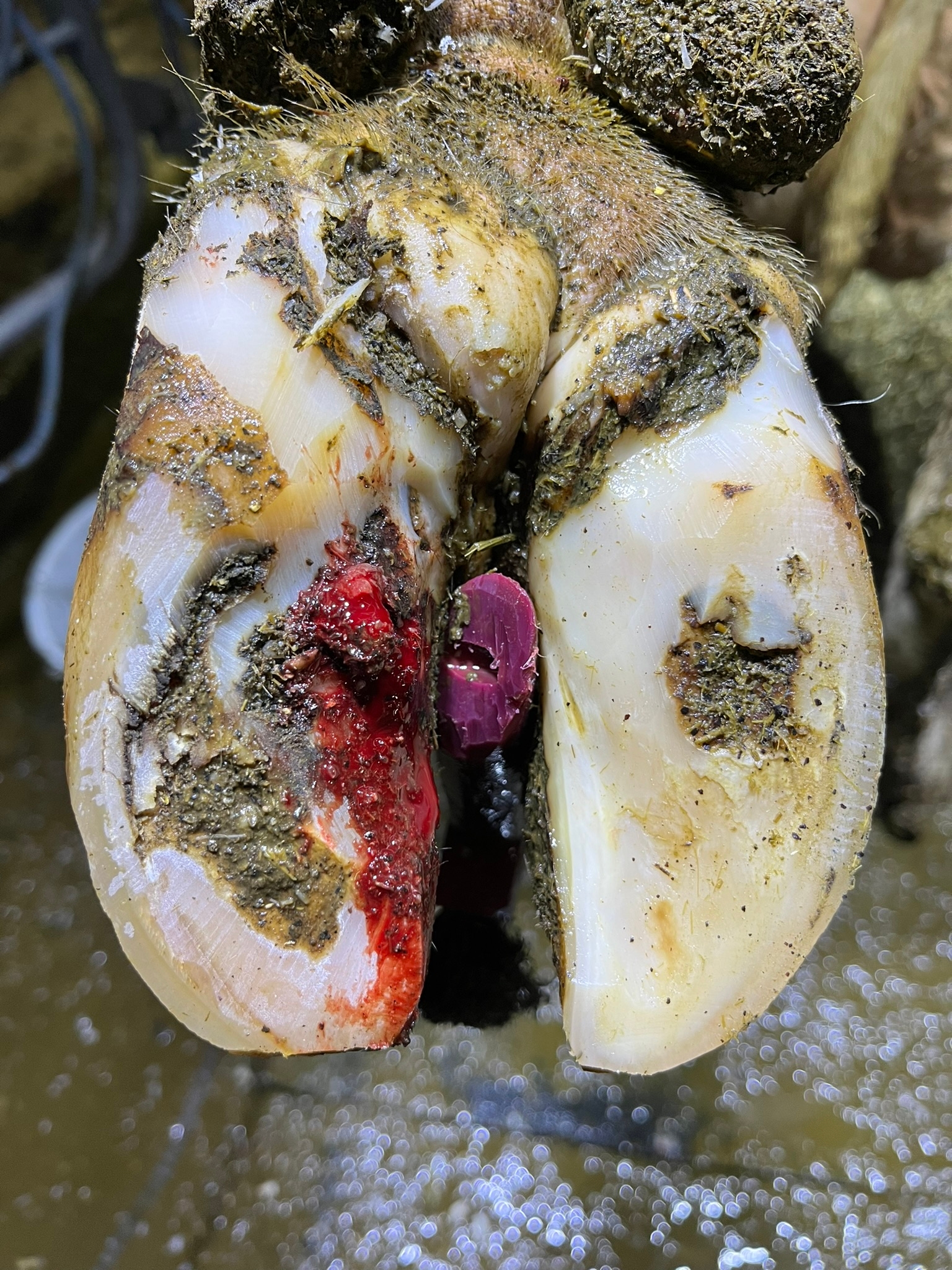 Lésion de maladie de Mortellaro (dermatite digitée) sur un onglon bovin, caractérisée par une plaie rouge inflammatoire responsable de boiteries en élevage.