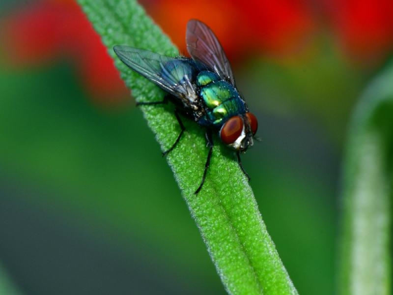 mouche en gros plan, posée sur une herbe