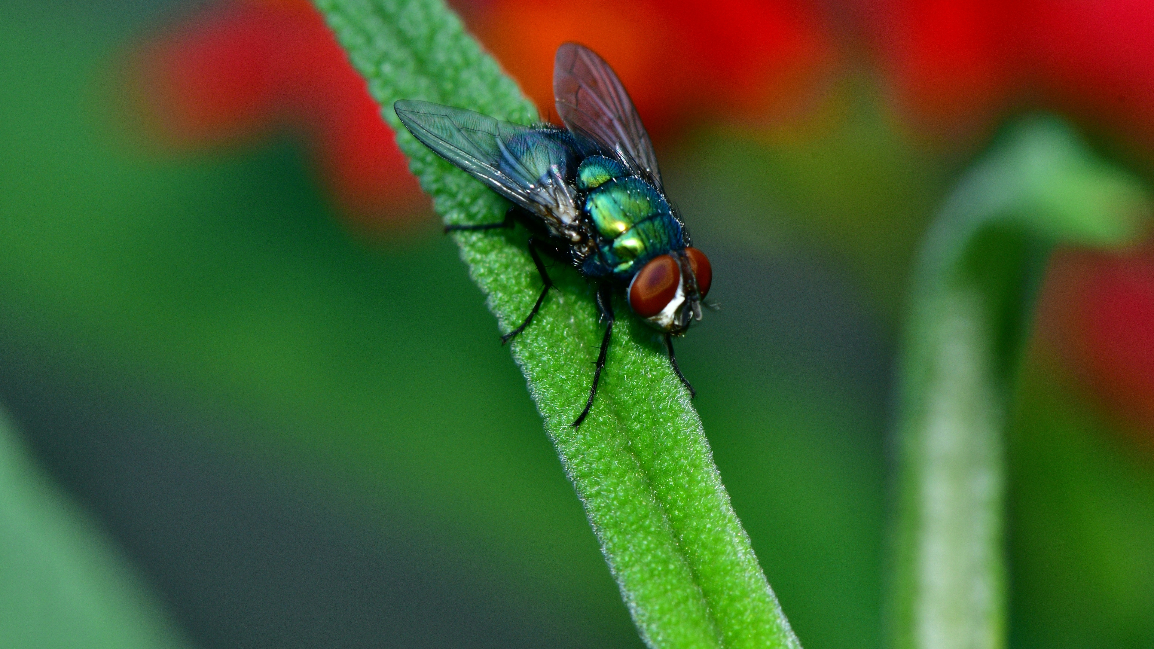 Mouche